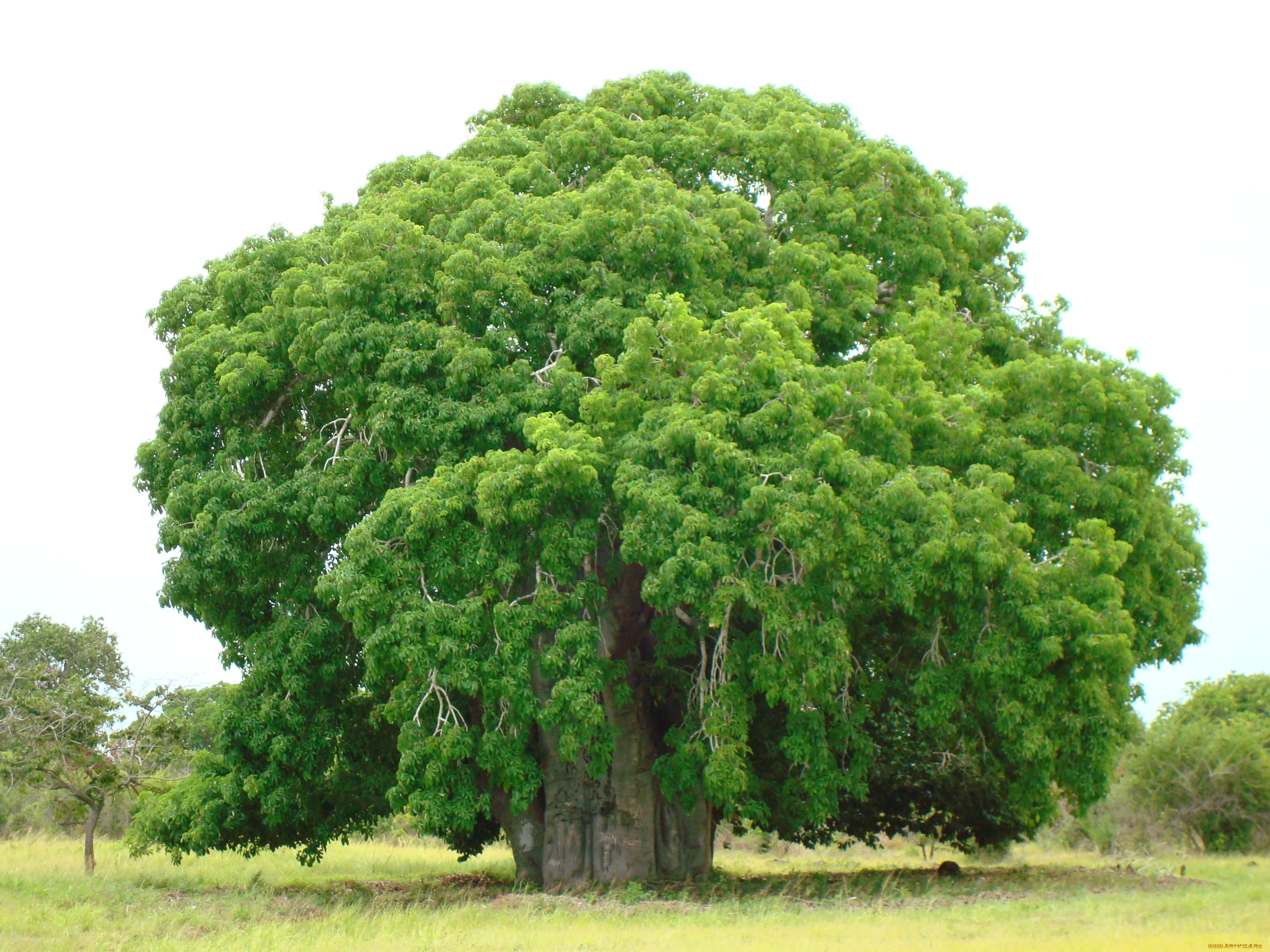 дерево фото